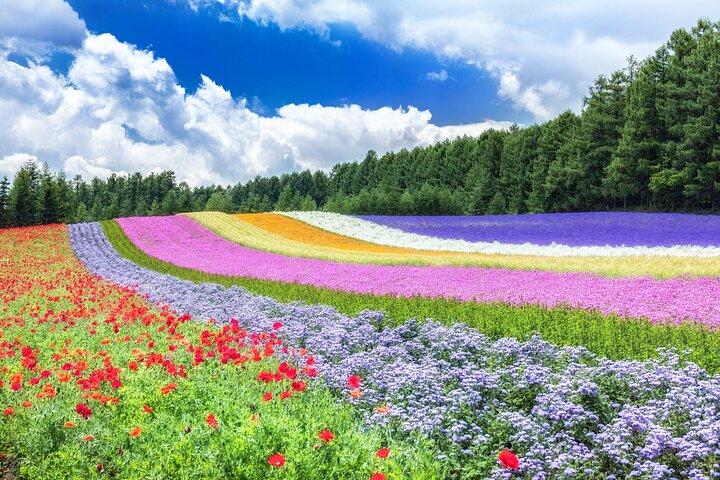 Hokkaido : Biei Blue Pond & Furano Lavender Farm Day Tour