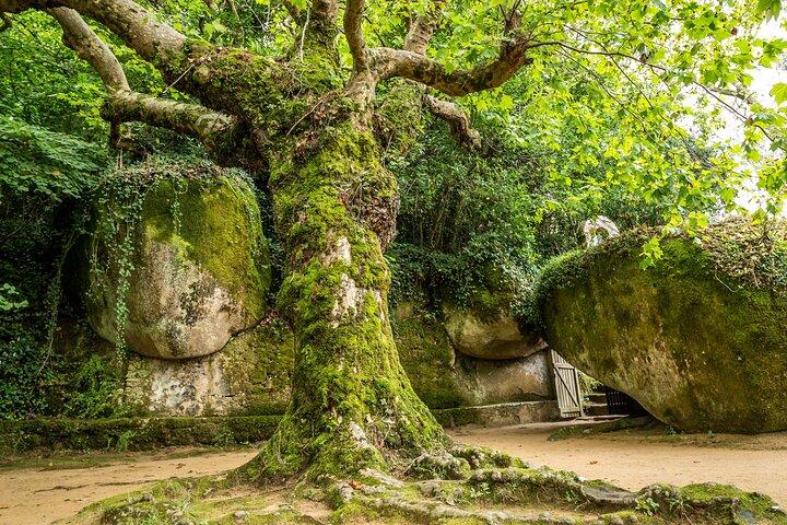 L'autre côté de Sintra - Forgotten Woods
