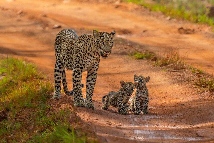 Yala National Park Safari Tours - Meio dia e dia inteiro