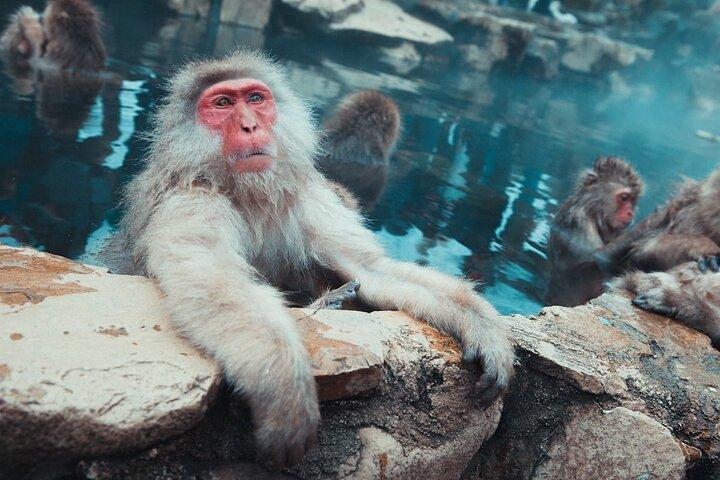Private Luxury Day Tour to Nagano Snow Monkeys and Zenkoji Temple