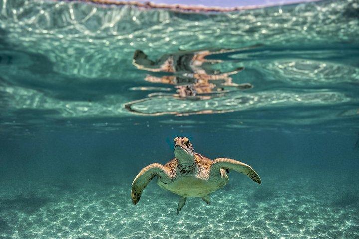トゥルム遺跡、タートルズオブアクマル、セノーテツアー