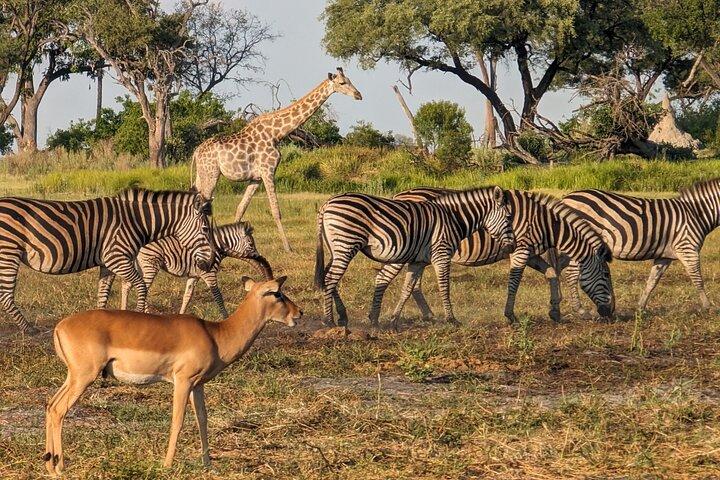 Maun Ngamiland 4-Day Guided Tour