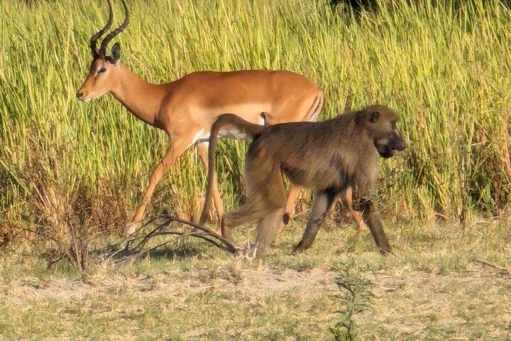 Maun Ngamiland 4-Day Guided Tour