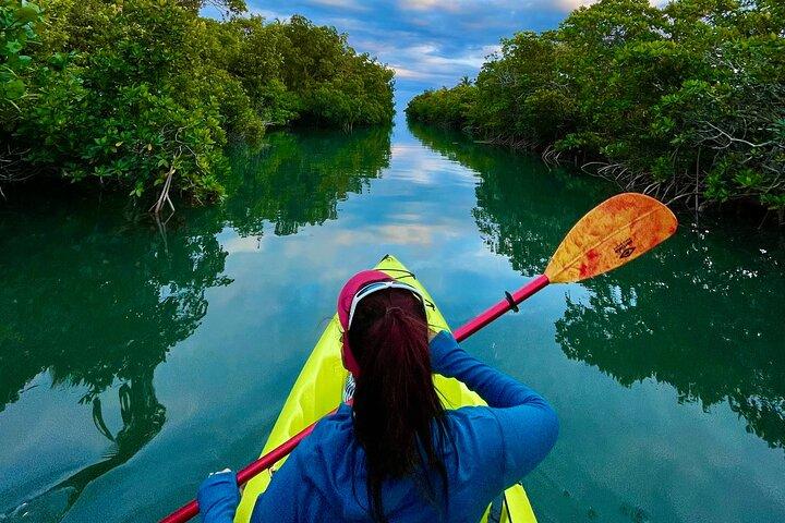 2 HR Key West Clear Noleggio Kayak – Scopri Mangrovie e fauna selvatica!