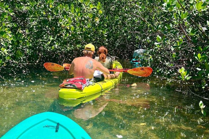 2 HR Key West Clear Noleggio Kayak – Scopri Mangrovie e fauna selvatica!