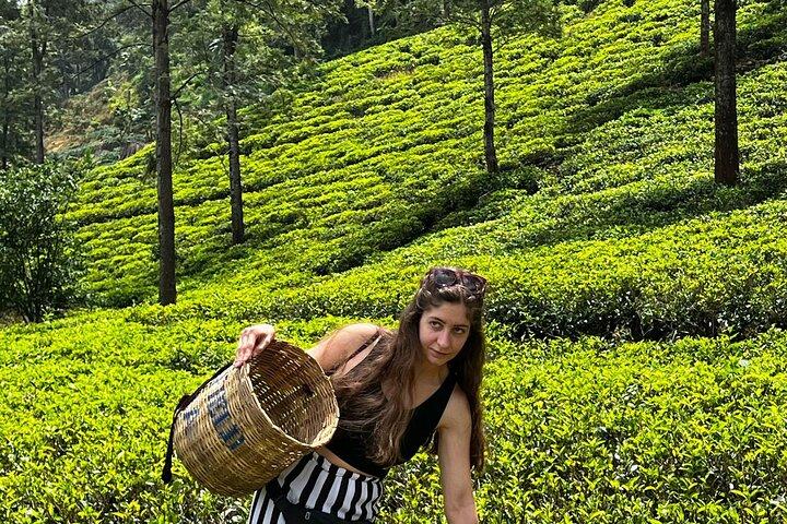 Excursión panorámica por carretera y tren de Kandy a Ella