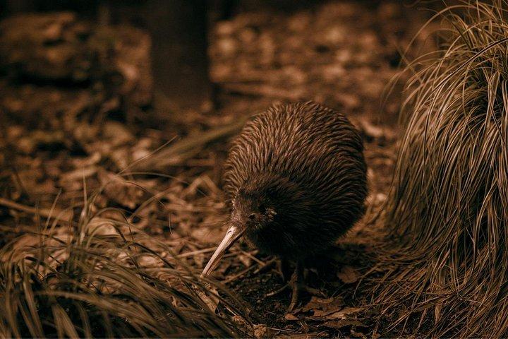 オークランド : ロトルア・テプイアツアーwレッドウッド、ハカ＆ハンギビュッフェ