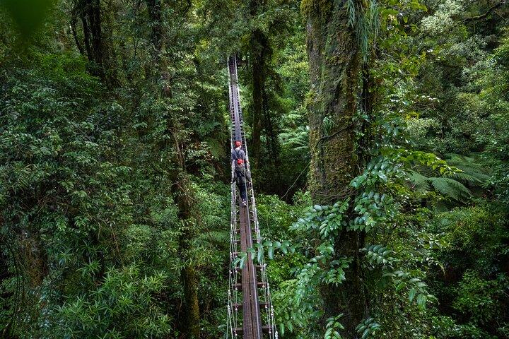 Rotorua Canopy Tours : 2.5Hour Native Forest Zipline Adventure