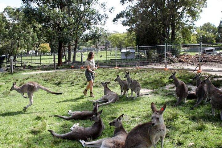 プライベートシドニー南海岸とロイヤル国立公園ツアー