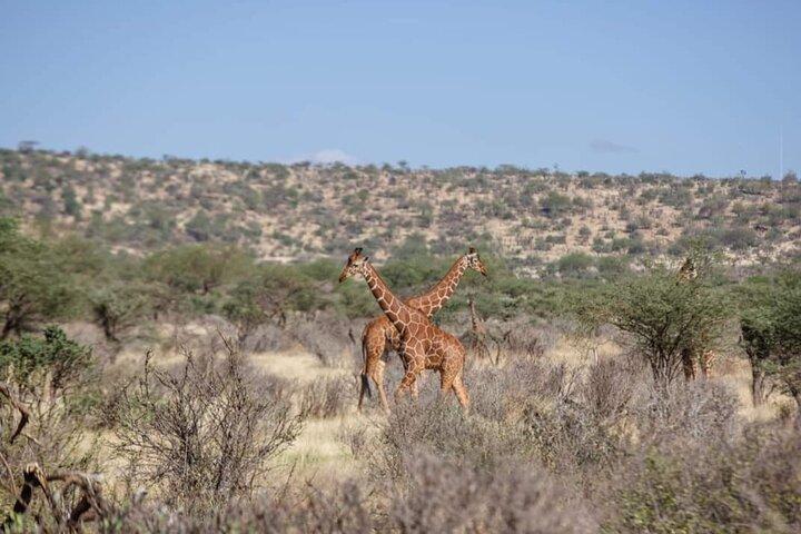 Private Jeep-Tour durch den Amboseli-Nationalpark