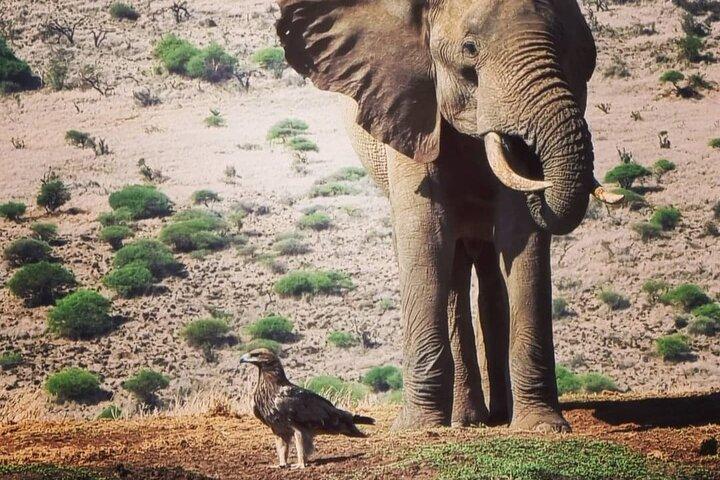 Private Jeep-Tour durch den Amboseli-Nationalpark