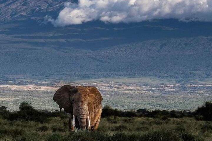 Private Jeep-Tour durch den Amboseli-Nationalpark