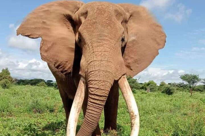 Private Jeep-Tour durch den Amboseli-Nationalpark