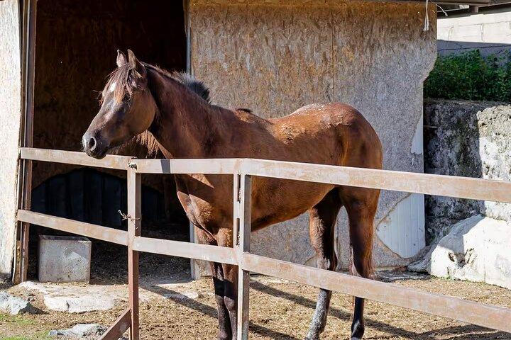 Paseos a caballo por el Vesubio con cata de vinos y cena