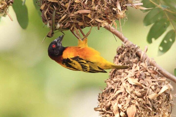 7 dias 6 noites Observação de pássaros em Gana & Natureza
