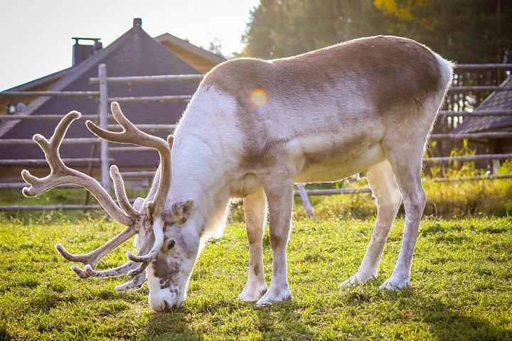 Reindeer Farm and Ranua Wildlife Park