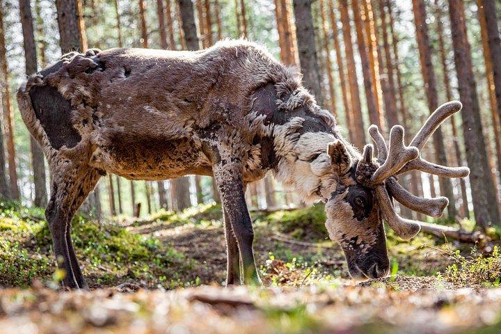 レインディアファームとラヌア野生動物公園