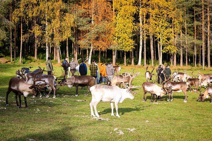 レインディアファームとラヌア野生動物公園