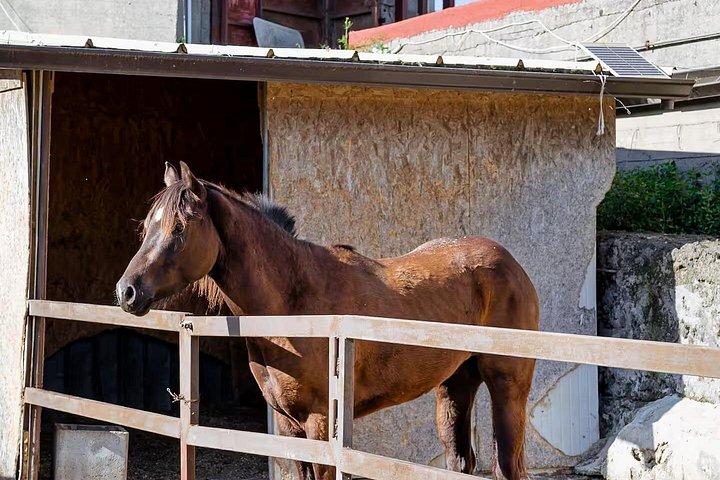 ポンペイガイドツアー＆ベスビオでの乗馬（ランチ付き）