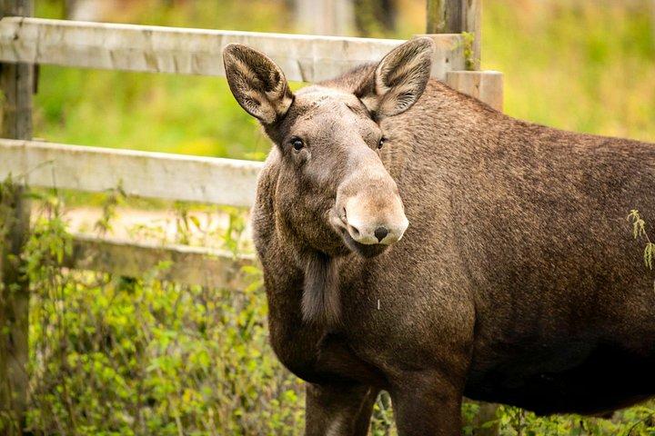 レインディアファームとラヌア野生動物公園