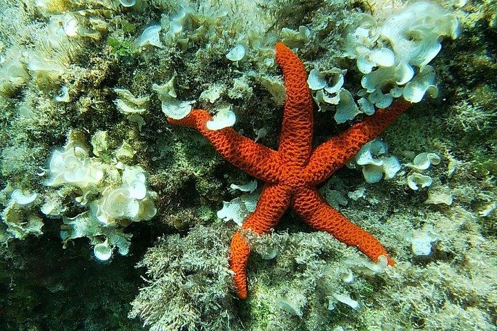 Ontmoet de zee: Familie boottocht Express