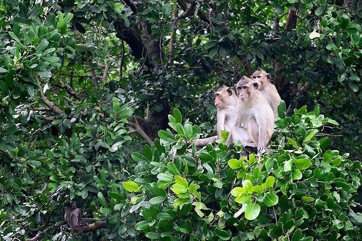 Explore Monkey Islands and Gio Mangrove Forest From Ho Chi Minh