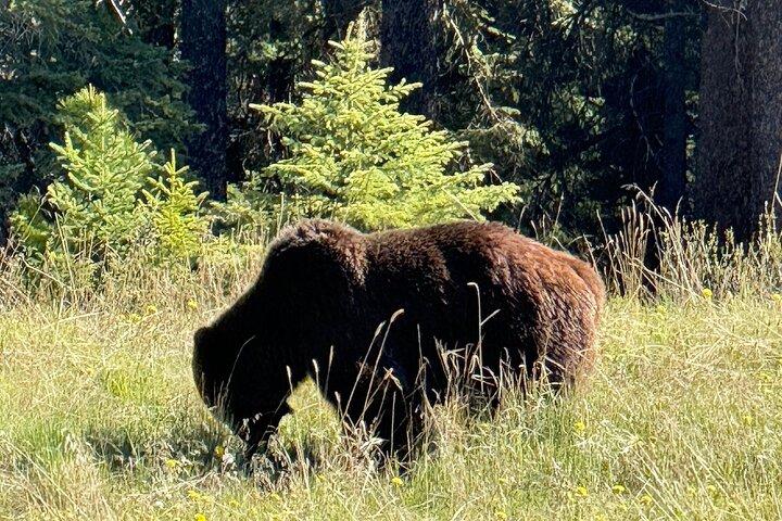 Banff Wildlife Explore et Johnston Canyon Randonnée
