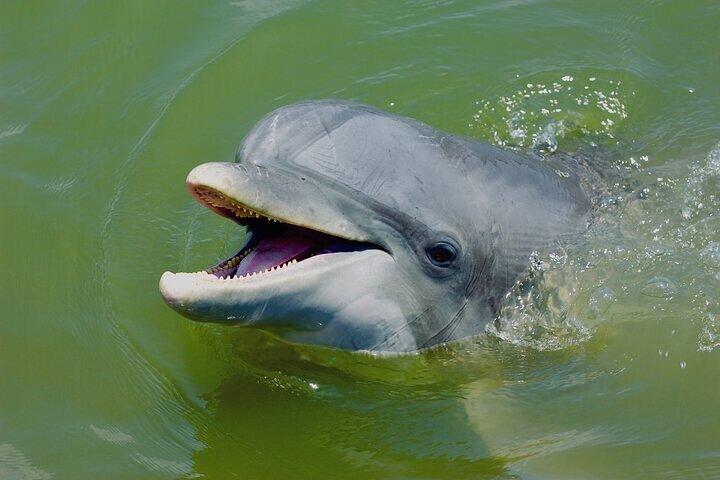 Familievenlige naturkajakture med delfiner i Hilton Head