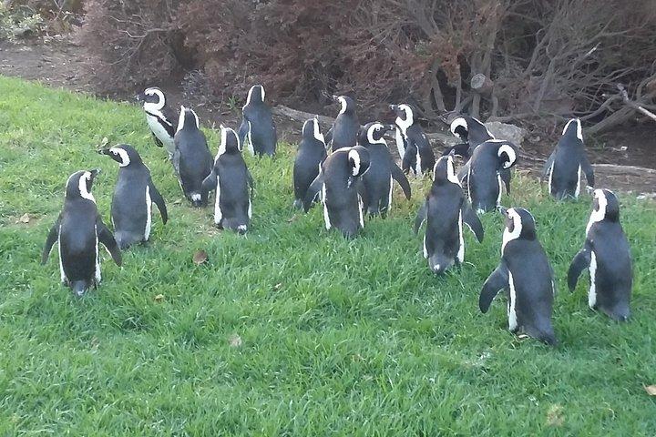 Table Mountain, Penguin Beach And Lunch + Constantia Wine Testing