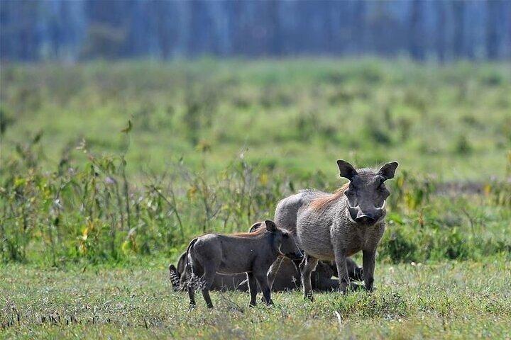 Nakuru National Park Day Trip from Nairobi