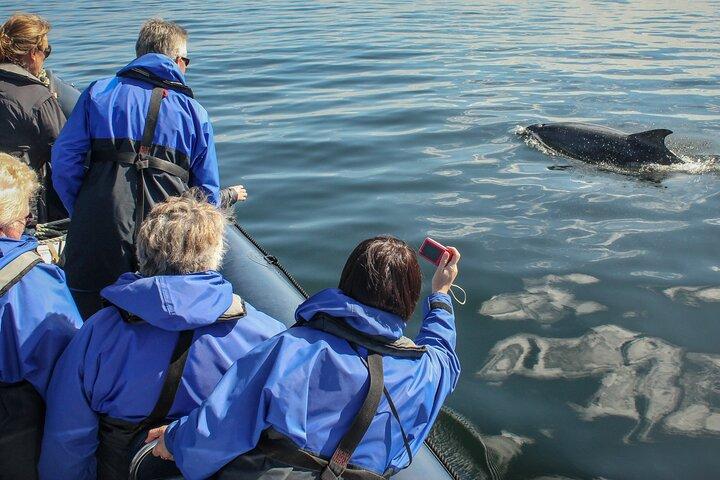 Excursion en bateau d'observation de la faune