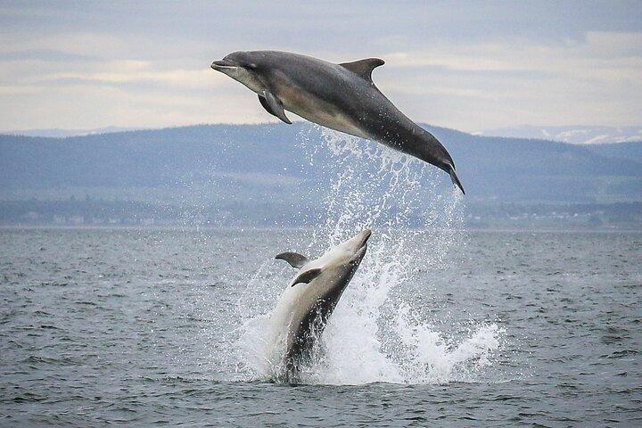 Excursion en bateau d'observation de la faune