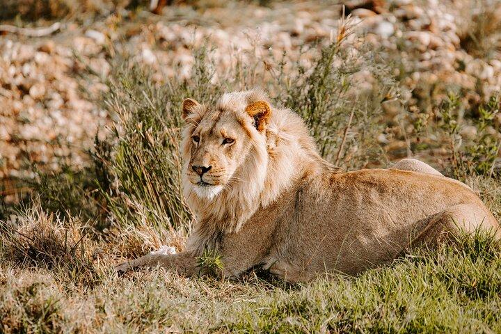 Halvdagstur i Nairobi National Park; Gratis wifi-forbindelse