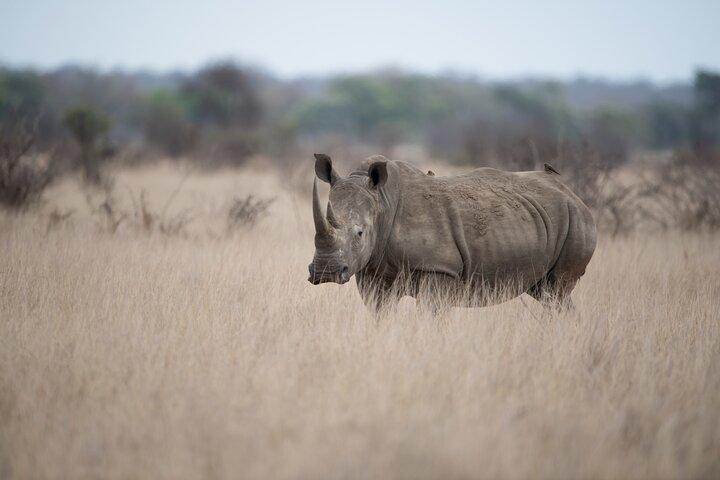 Visite guidée d'une demi-journée du parc national de Nairobi