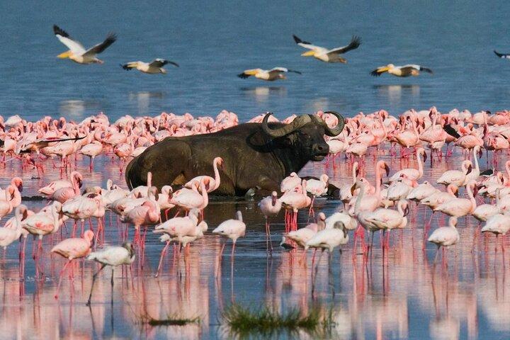 Excursion privée d'une journée au lac Nakuru en 4x4 au départ de Nairobi