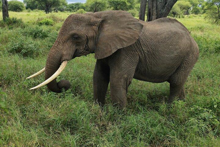 Thrilling Safari to Mikumi National Park and Masai Village