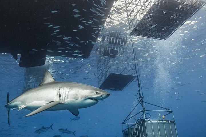 南アフリカのガンスバイ・ケープタウンでシャークケージダイビング。