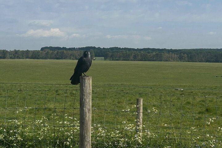 Visite privée à Bath et Stonehenge