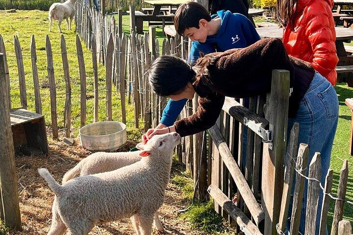 Amsterdam privat tur til vindmøller, ost farm og landsbyer
