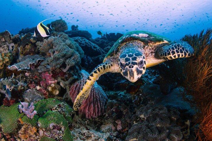 Snorkeling sur 4 sites avec Manta Bay au départ de Nusa Penida