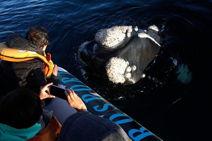 プエルトマドリンでクジラだけを見る1日定期ツアー