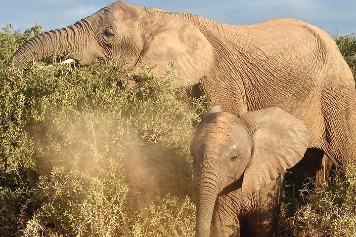 Privat grupp Addo Elephant National Park All Inclusive Safari