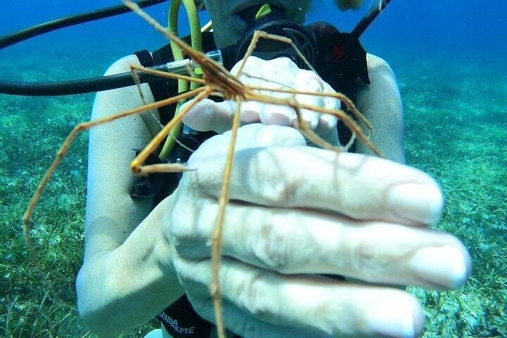 Chankanaab Park Plus Discovery Scuba Dive mit Mittagessen