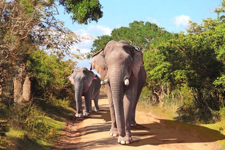 YALA SAFARI TOUR de Galle/Mirissa/Matara/Tangalle/Ella & More..
