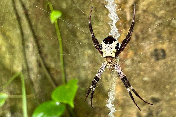 ニンビンから：クックフオン国立公園への景色の良いジャングルトレッキング
