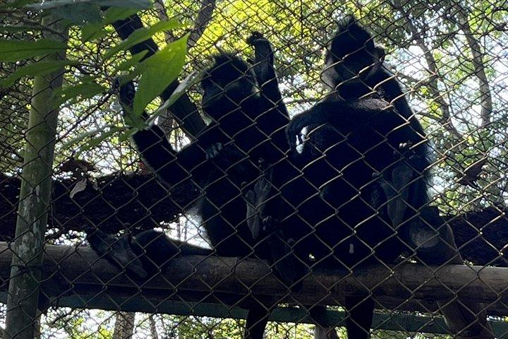 ニンビンから：クックフオン国立公園への景色の良いジャングルトレッキング