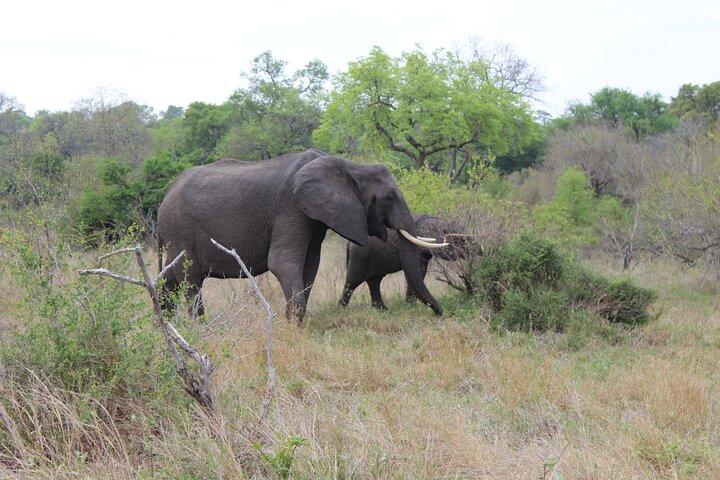 Pilanesberg National Park Wildlife Adventure Tour