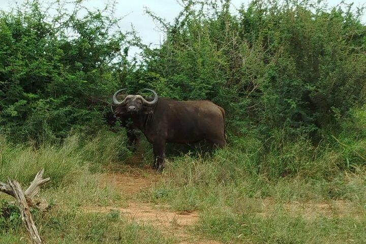 Excursión de aventura por la vida silvestre del Parque Nacional Pilanesberg