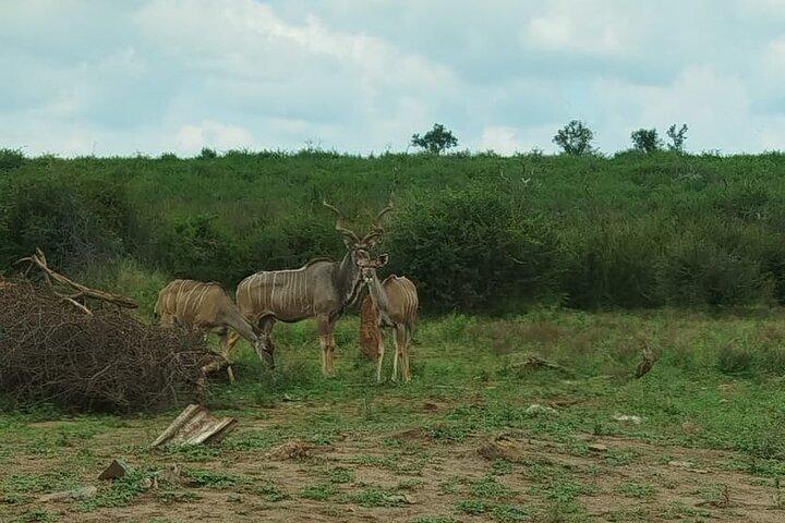 Excursión de aventura por la vida silvestre del Parque Nacional Pilanesberg