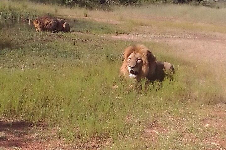 Excursión de aventura por la vida silvestre del Parque Nacional Pilanesberg